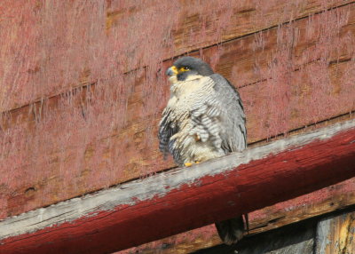 Peregrine Falcon, female on ledge calling to male