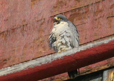 Peregrine Falcon, female on ledge calling to male