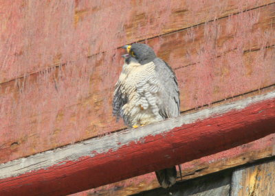 Peregrine Falcon, female on ledge calling to male