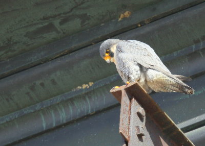 Peregrine Falcon, male ready to respond form above