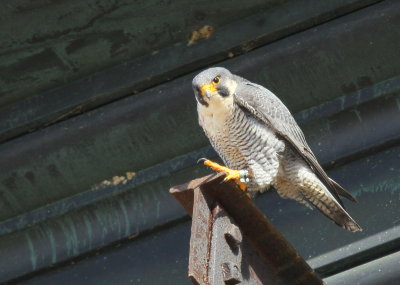 Peregrine Falcon, male ready to respond form above: leg band 6/4 