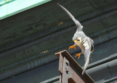 Peregrine Falcon, male ready to respond from above