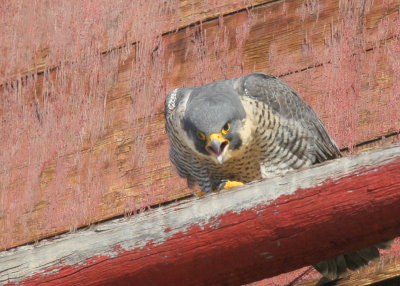 Peregrine Falcon, female calling louder