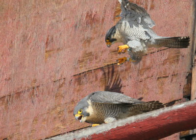 Peregrine Falcons: male preparing to carefully mount female