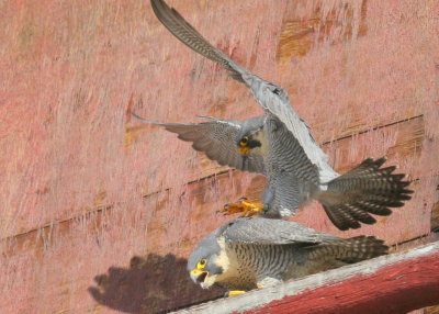 Peregrine Falcons: male on final approach