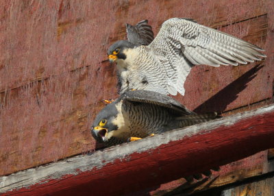 Peregrine Falcons in 10 second copulation mode