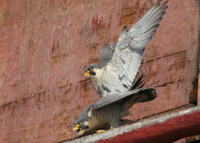 Peregrine Falcons in 10 second copulation mode