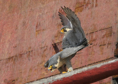 Peregrine Falcons in 10 second copulation mode: leg band female V/5