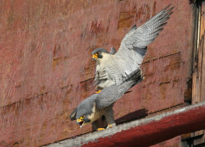 Peregrine Falcons in 10 second copulation mode