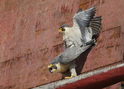 Peregrine Falcons in 10 second copulation mode