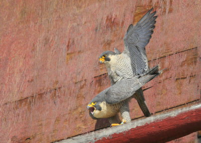 Peregrine Falcons in 10 second copulation mode