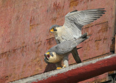 Peregrine Falcons in 10 second copulation mode