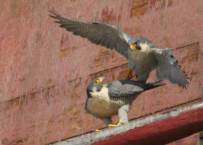 Peregrine Falcon, male dismounting after 10 seconds