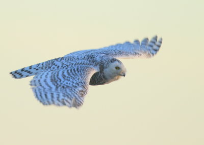 Snowy Owl