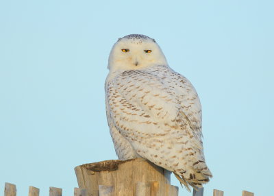 Snowy Owl