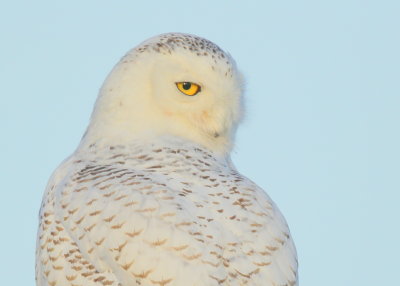 Snowy Owl