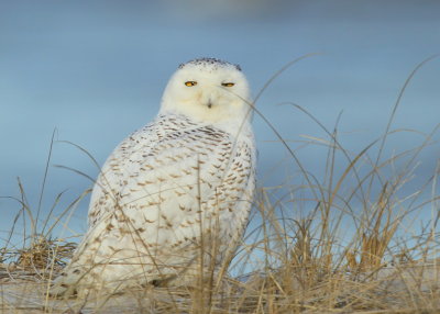 Snowy Owl