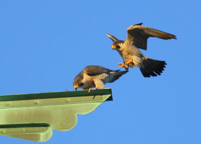 Peregrine Falcons: male on approach, female low-head bow