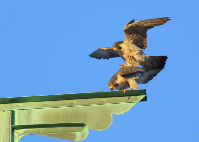 Peregrine Falcons: male landing