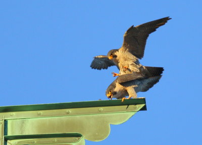 Peregrine Falcons: male balancing on his tarsi with toes closed