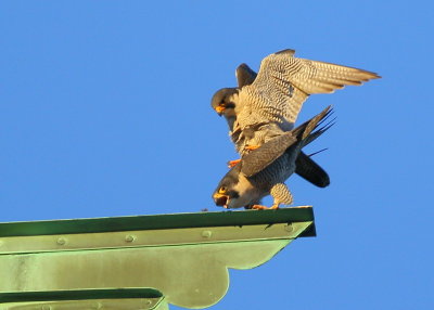 Peregrine Falcons in 9 second copulation mode