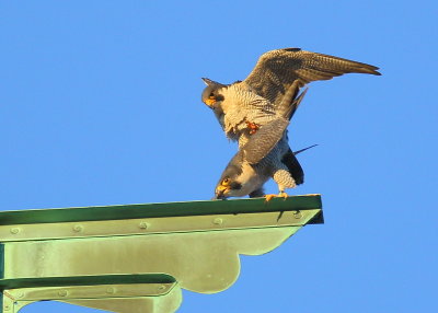 Peregrine Falcons in 9 second copulation mode