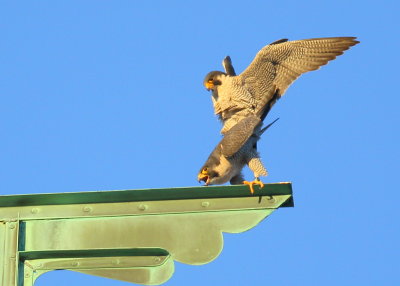 Peregrine Falcons in 9 second copulation mode