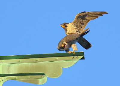 Peregrine Falcons in 9 second copulation mode