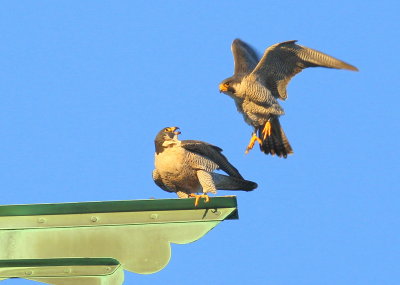 Peregrine Falcons: male dismounting