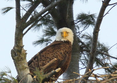 Bald Eagle, adult at nest