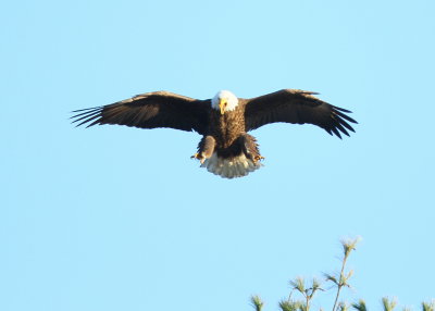 Bald Eagle, male landing