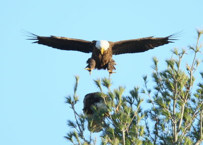 Bald Eagle, male on final approach