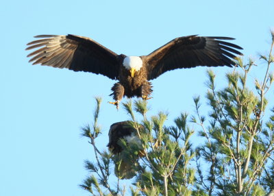 Bald Eagle, male ready for touch down