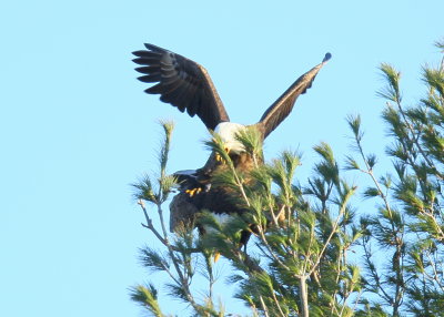 Bald Eagles