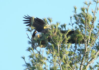 Bald Eagles