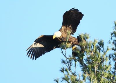 Bald Eagle, male dismounting