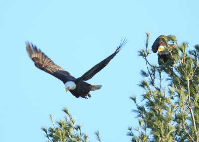 Bald Eagle, male departing