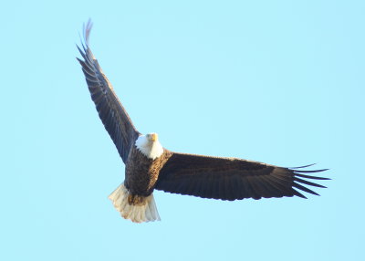 Bald Eagle, male circling in flight