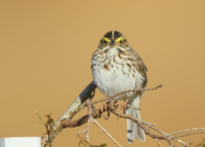 Savannah Sparrow