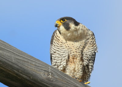 Peregrine Falcon, adult female (leg bands V/5)