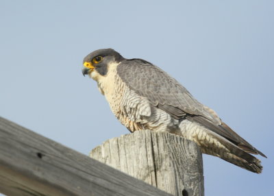 Peregrine Falcon, adult female (leg bands V/5)