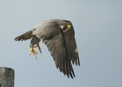 Peregrine Falcon, adult female (leg bands V/5)