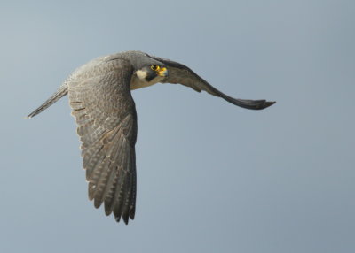 Peregrine Falcon, adult female (leg bands V/5)