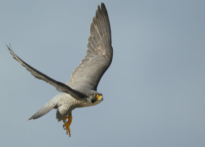 Peregrine Falcon, adult female (leg bands V/5)