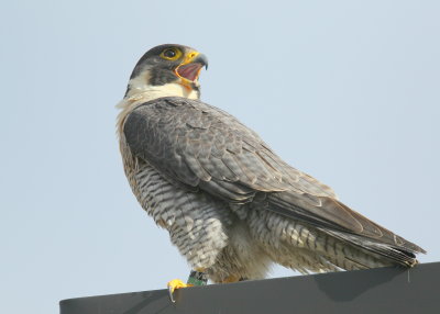 Peregrine Falcon, adult female (leg bands V/5)