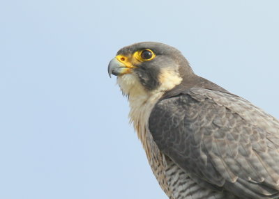 Peregrine Falcon, adult female (leg bands V/5)