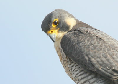 Peregrine Falcon, adult female (leg bands V/5)