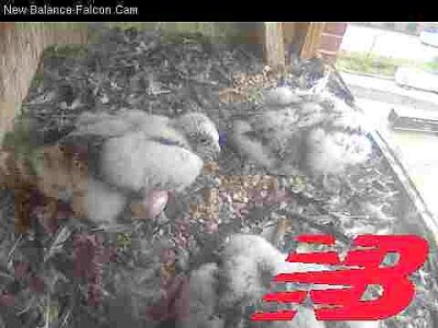 Peregrine Falcons resting before start of banding