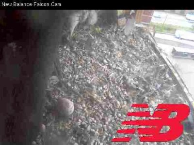 Peregrine Falcon banding: Mom protecting chicks