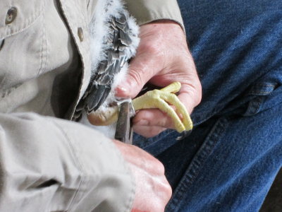 Peregrine Falcon banding: securing Federal band